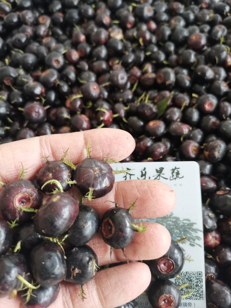江西蜘蛛果苗基地特色水果肉算盘红果参种苗挂果快易成活