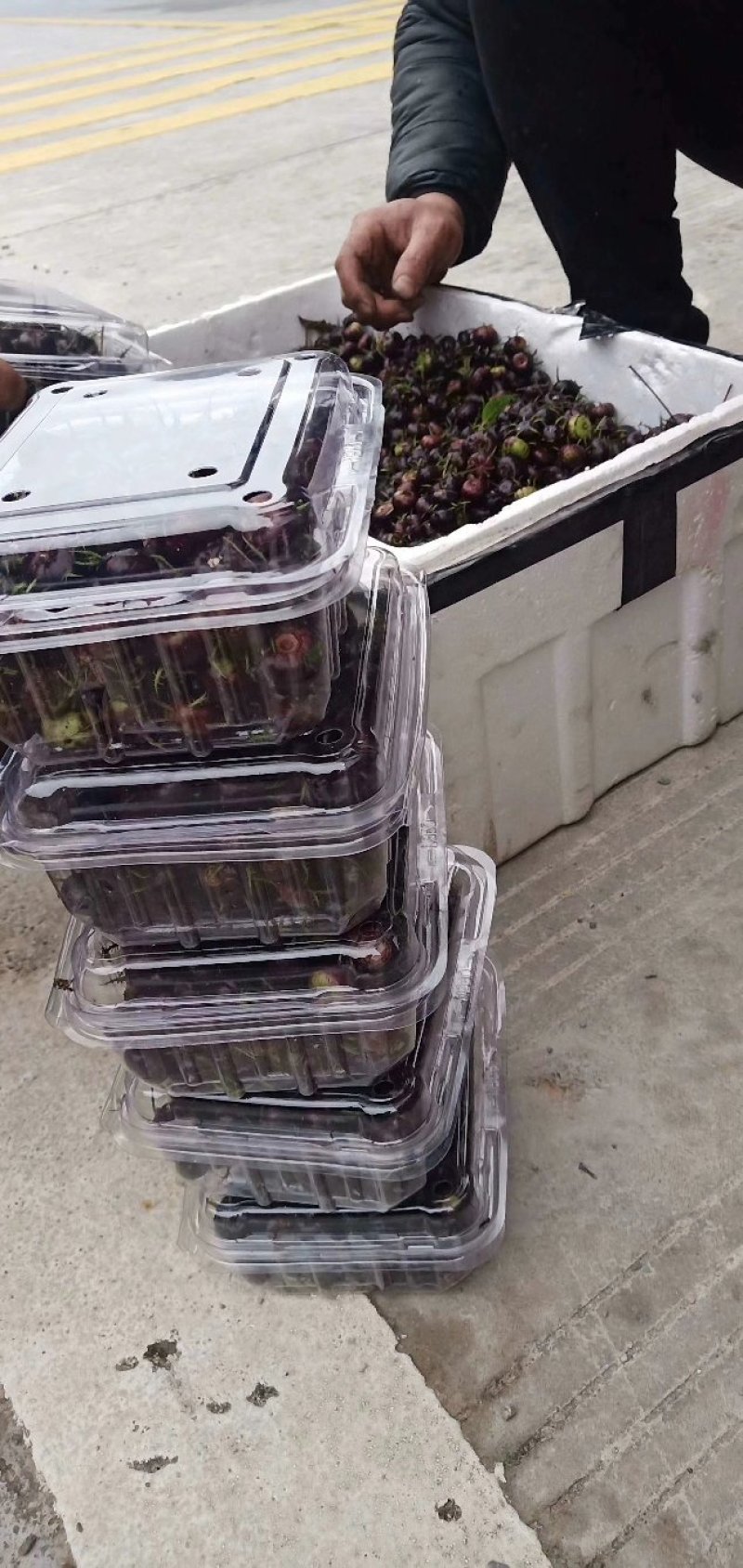 江西蜘蛛果苗基地特色水果肉算盘红果参种苗挂果快易成活