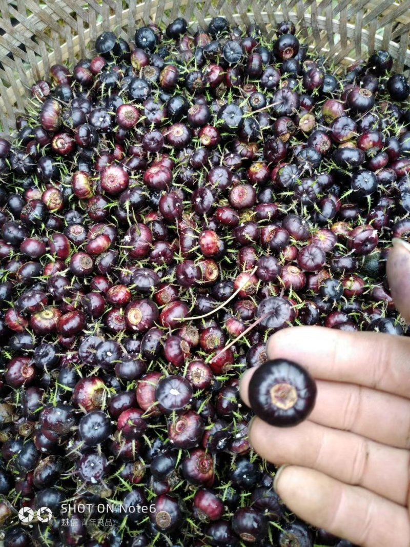 江西蜘蛛果苗基地特色水果肉算盘红果参种苗挂果快易成活