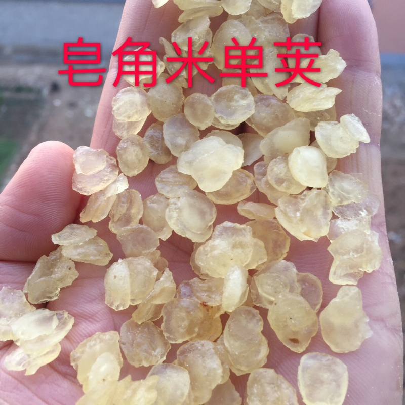 皂角米雪莲子单荚双荚皂荚皂角源头工厂一手货源大量现货批发