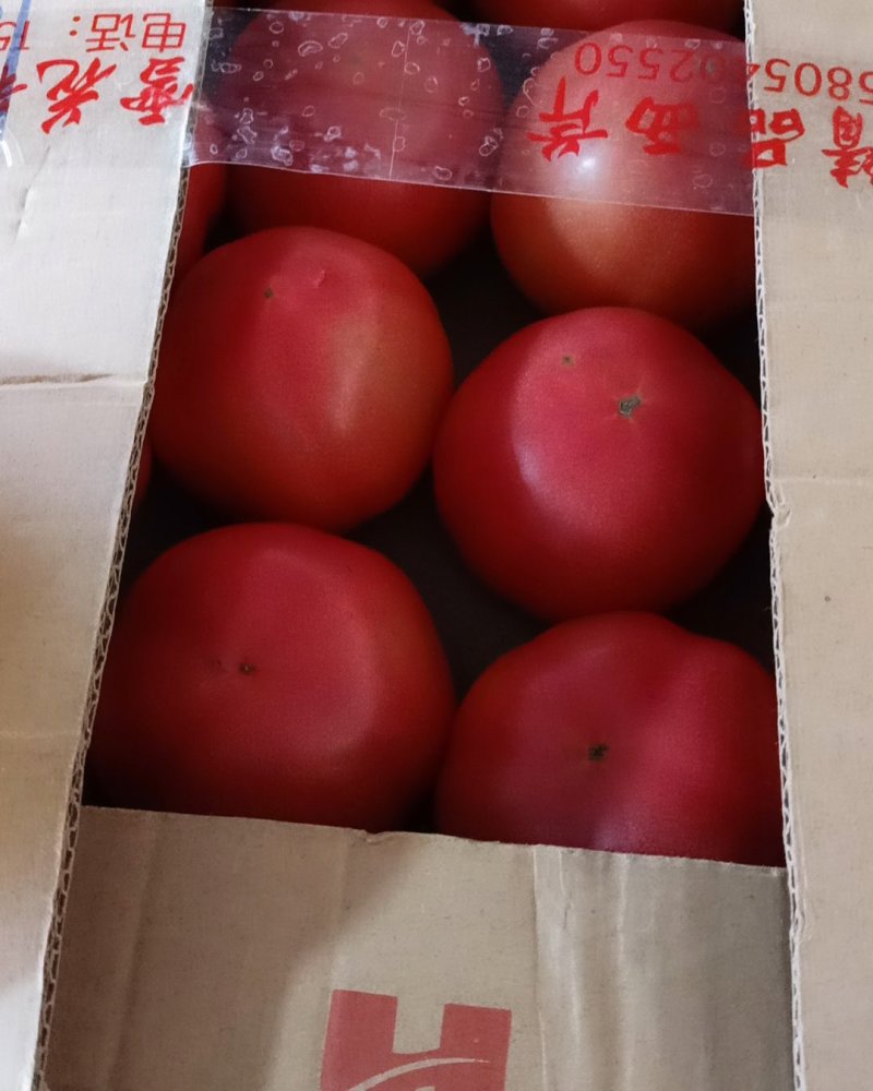 西红柿已上市，有需求的老板前来选购