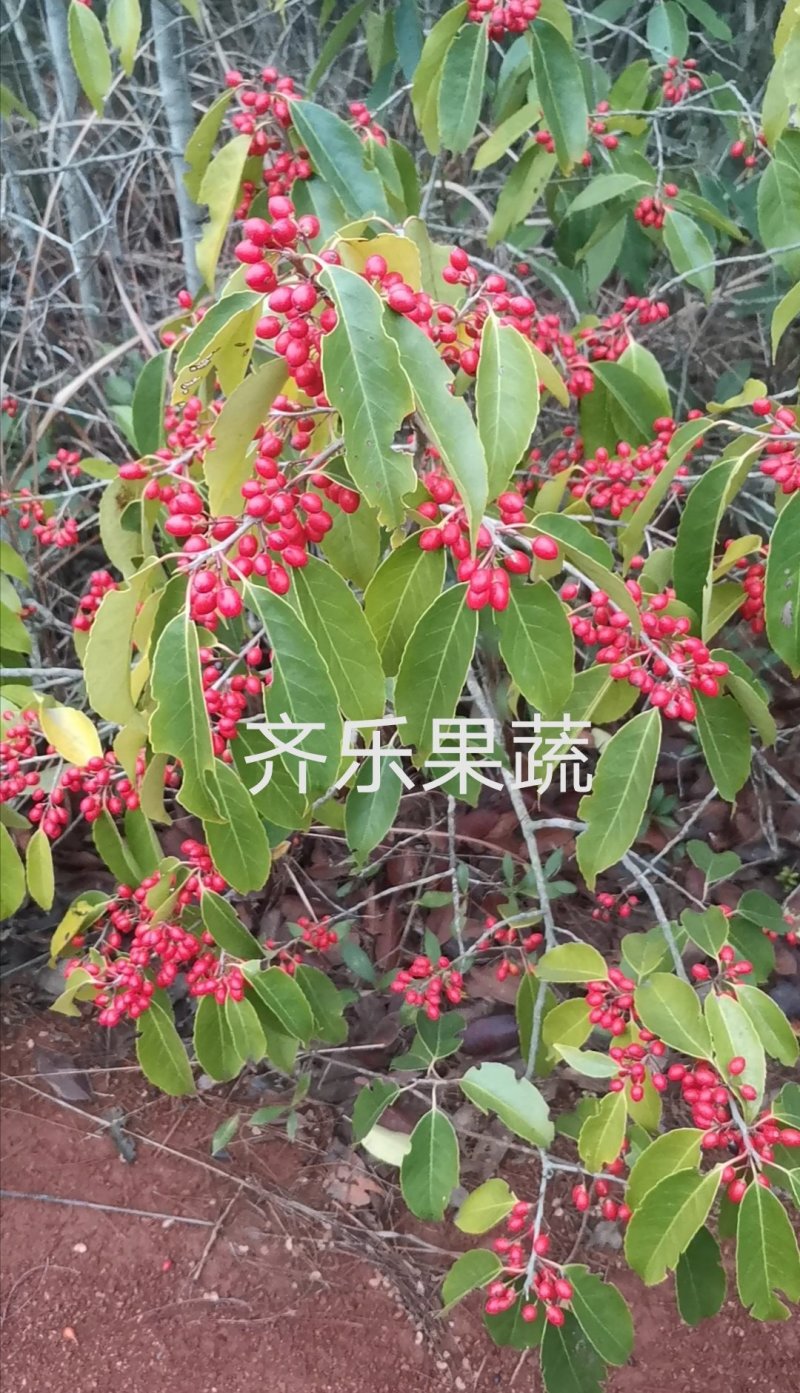 冬青铁冬青种苗山地实生挂果苗成活次年结果美色可餐
