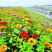 多年生野花组合种子四季循环开花庭院路边绿化花海种子