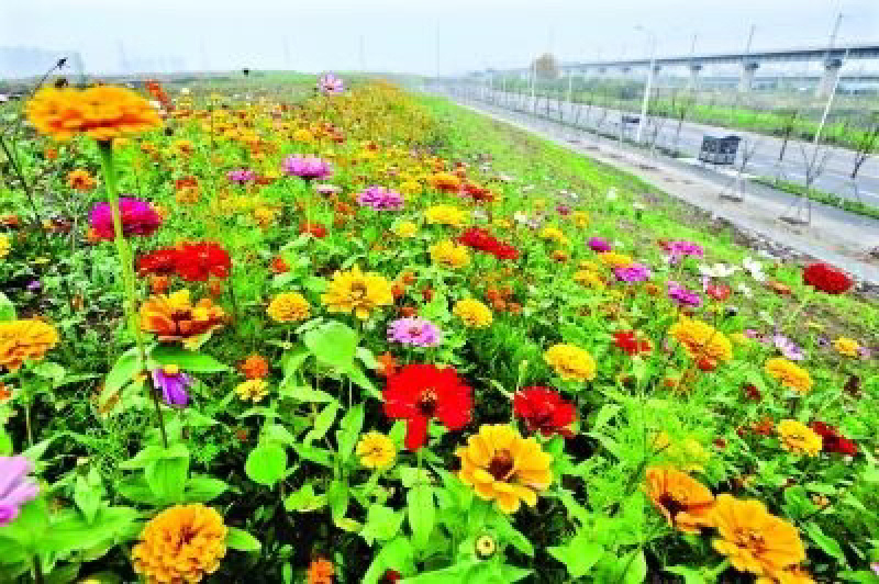 多年生野花组合种子四季循环开花庭院路边绿化花海种子