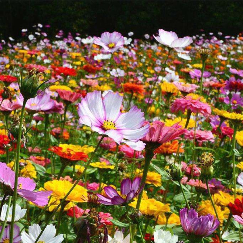 多年生野花组合种子四季循环开花庭院路边绿化花海种子