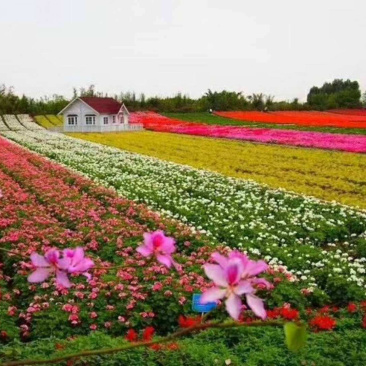 多年生野花组合种子四季循环开花庭院路边绿化花海种子