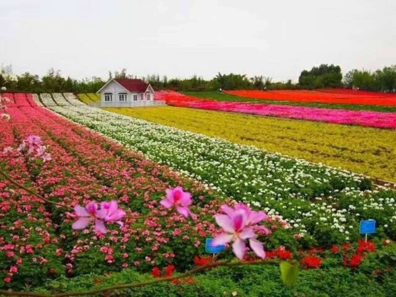 多年生野花组合种子四季循环开花庭院路边绿化花海种子