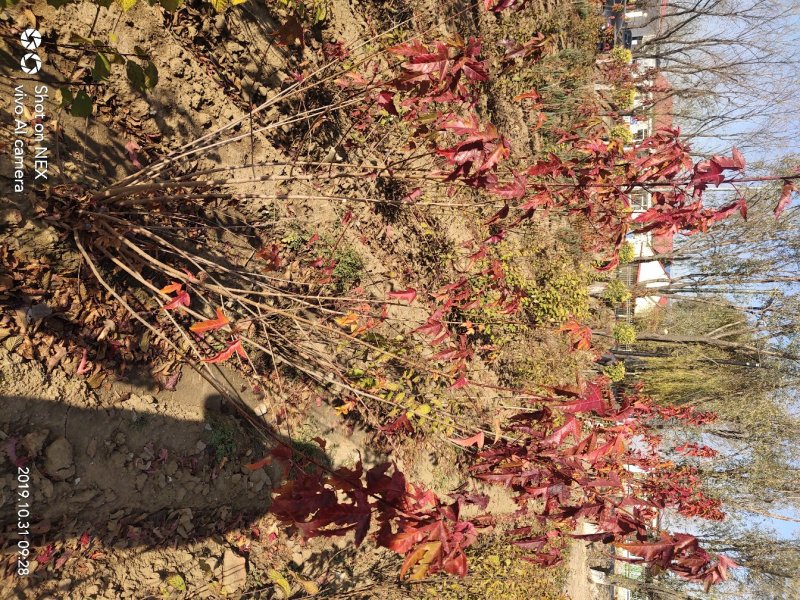 出售茶条槭苗圃定植苗北方乡土树种秋季变色期长