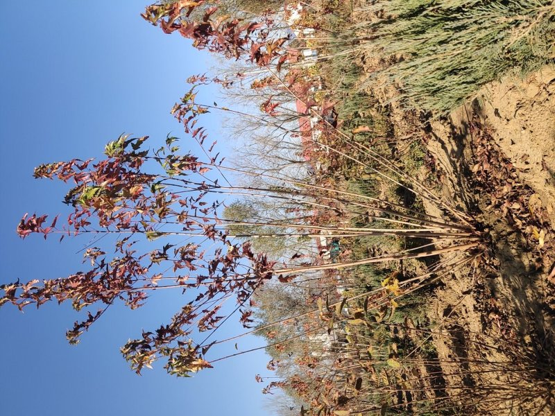 出售茶条槭苗圃定植苗北方乡土树种秋季变色期长