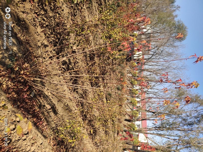 出售茶条槭苗圃定植苗北方乡土树种秋季变色期长