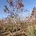 出售茶条槭苗圃定植苗北方乡土树种秋季变色期长