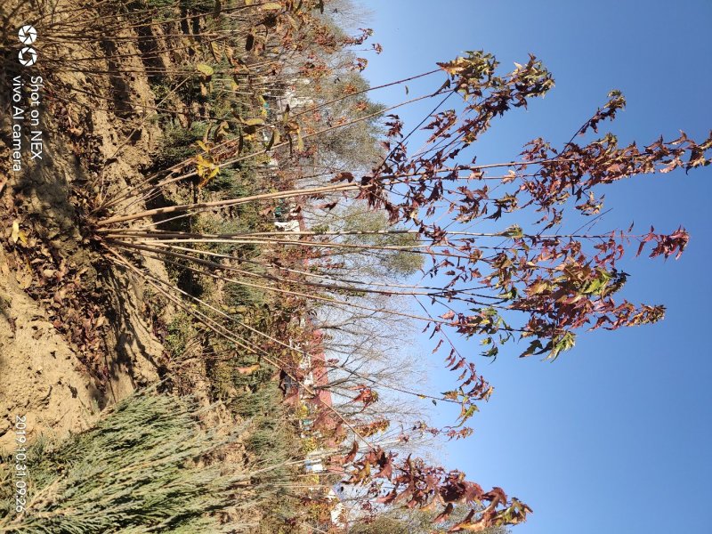 出售茶条槭苗圃定植苗北方乡土树种秋季变色期长