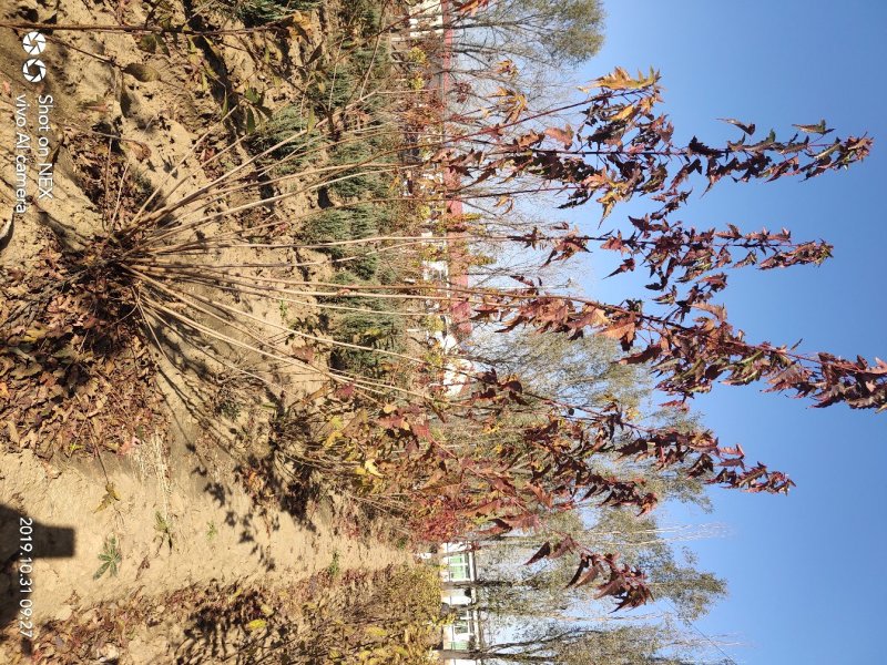 出售茶条槭苗圃定植苗北方乡土树种秋季变色期长