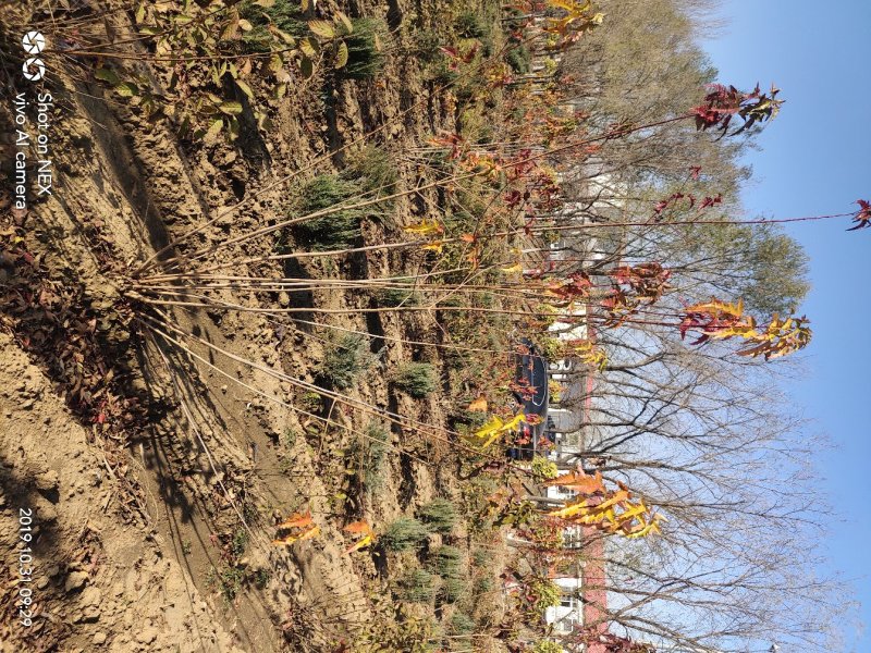 出售茶条槭苗圃定植苗北方乡土树种秋季变色期长