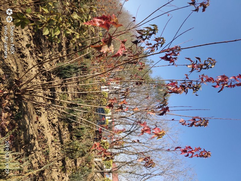 出售茶条槭苗圃定植苗北方乡土树种秋季变色期长