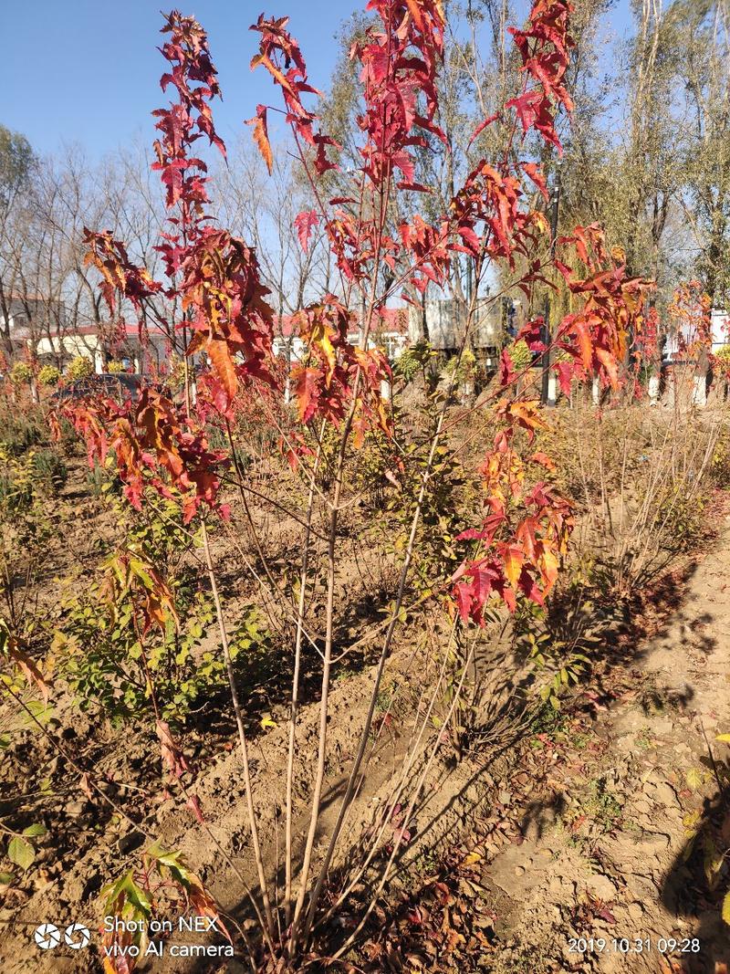 出售茶条槭苗圃定植苗北方乡土树种秋季变色期长