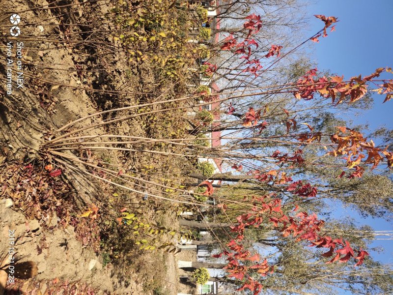 出售茶条槭苗圃定植苗北方乡土树种秋季变色期长