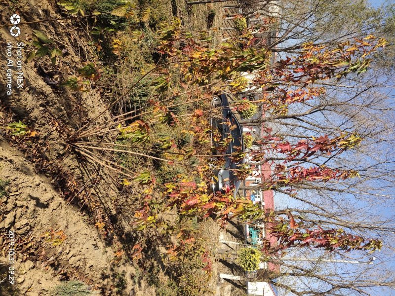 出售茶条槭苗圃定植苗北方乡土树种秋季变色期长