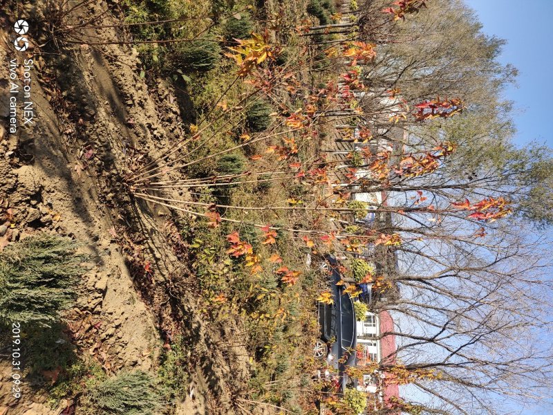 出售茶条槭苗圃定植苗北方乡土树种秋季变色期长