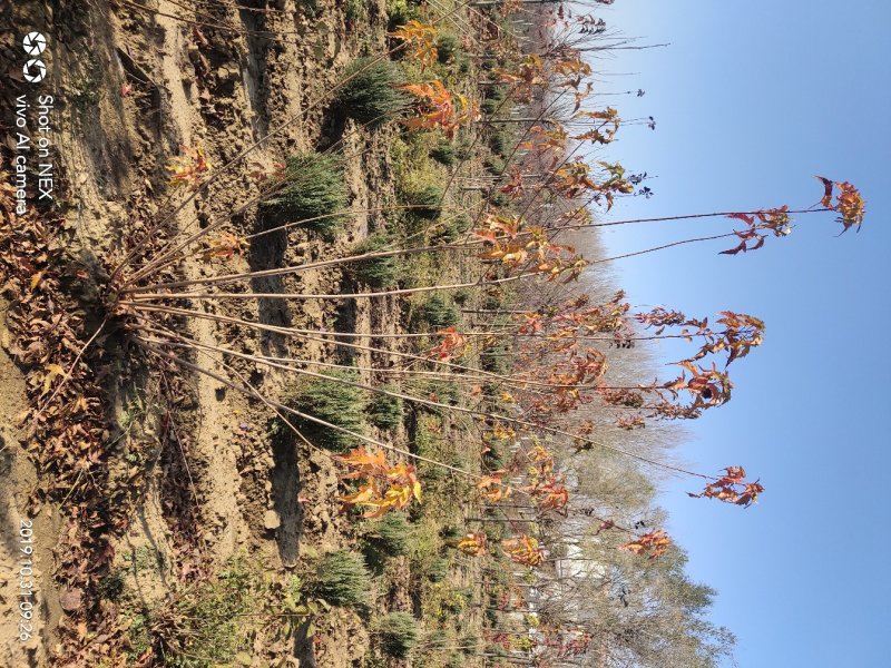 出售茶条槭苗圃定植苗北方乡土树种秋季变色期长