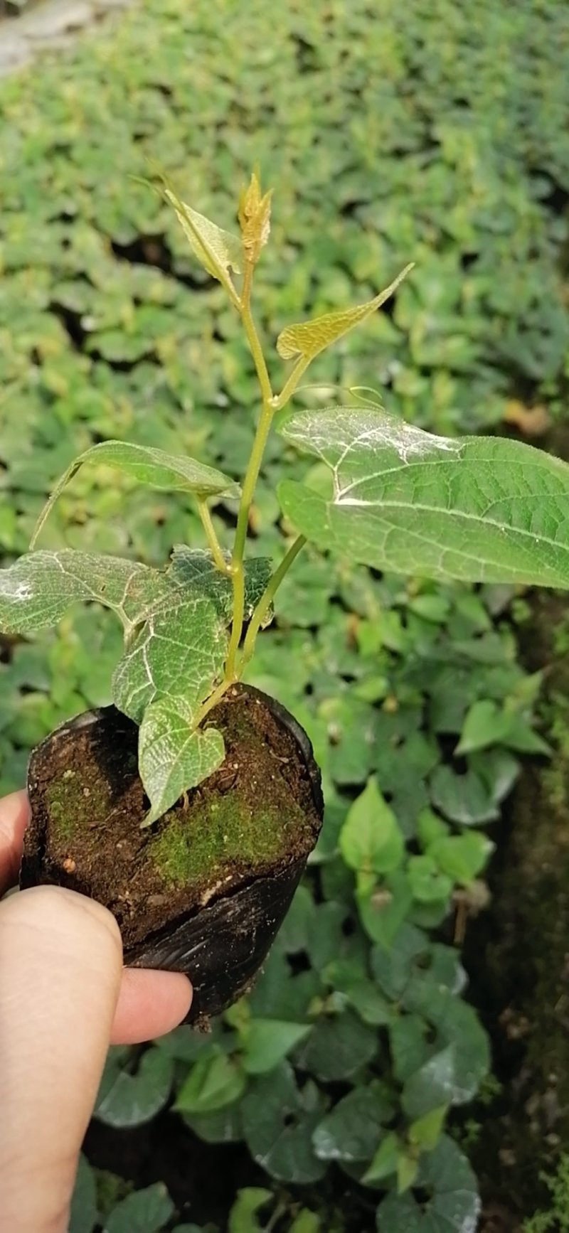 罗汉果苗（青皮果，可视频看苗、技术指导，包回收果子）