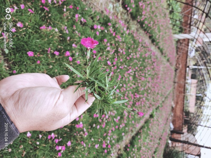 欧石竹花期长花量大观赏效果好适合各种地形种植