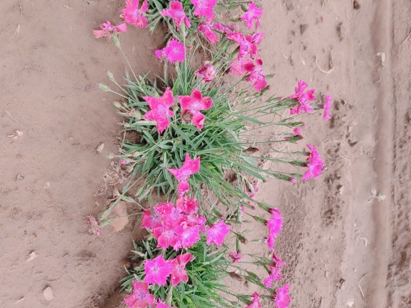 欧石竹花期长花量大观赏效果好适合各种地形种植