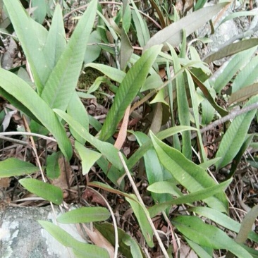 野生石韦