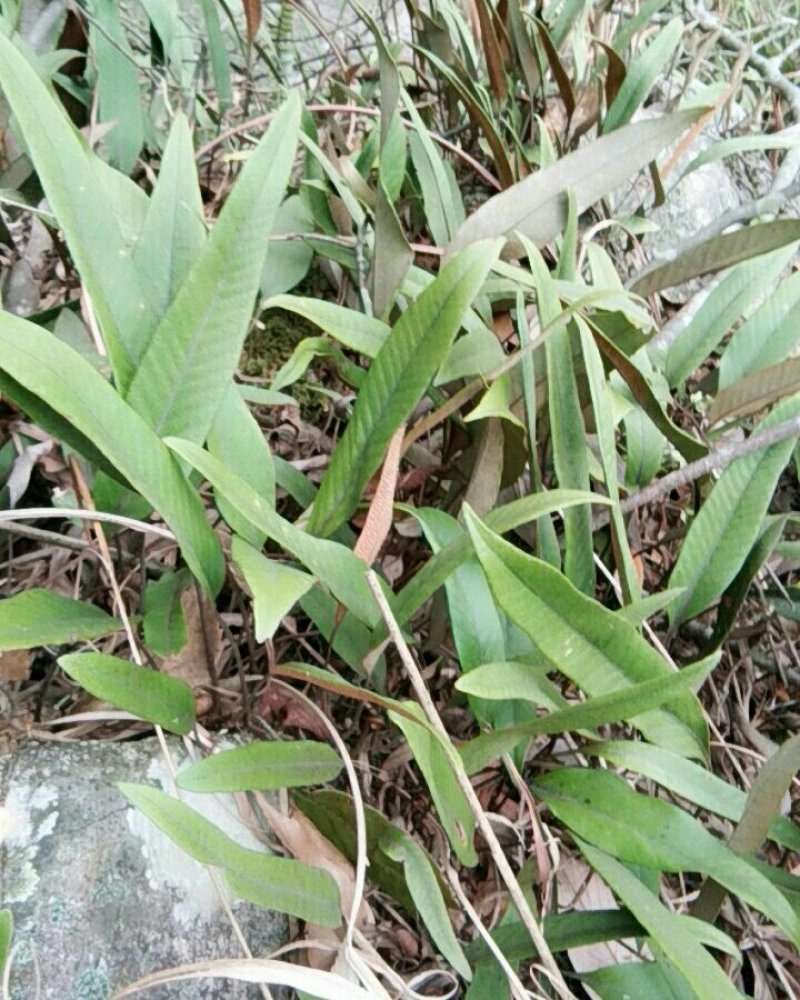 野生石韦