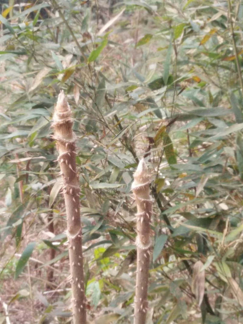 湖南地区第一批刺嫩芽