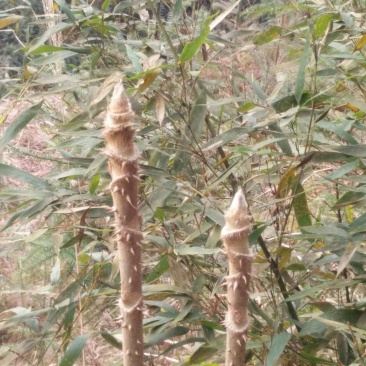 湖南地区第一批刺嫩芽