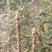 湖南地区第一批刺嫩芽