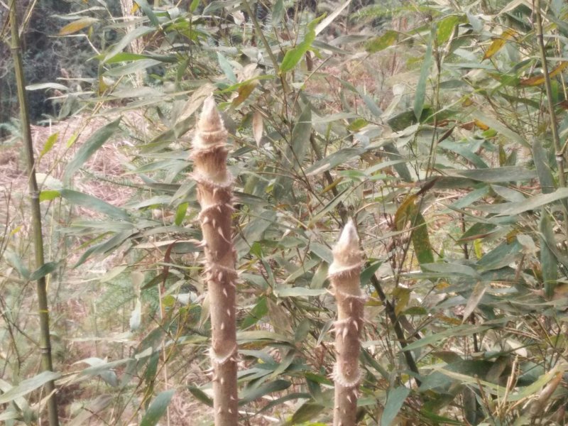 湖南地区第一批刺嫩芽