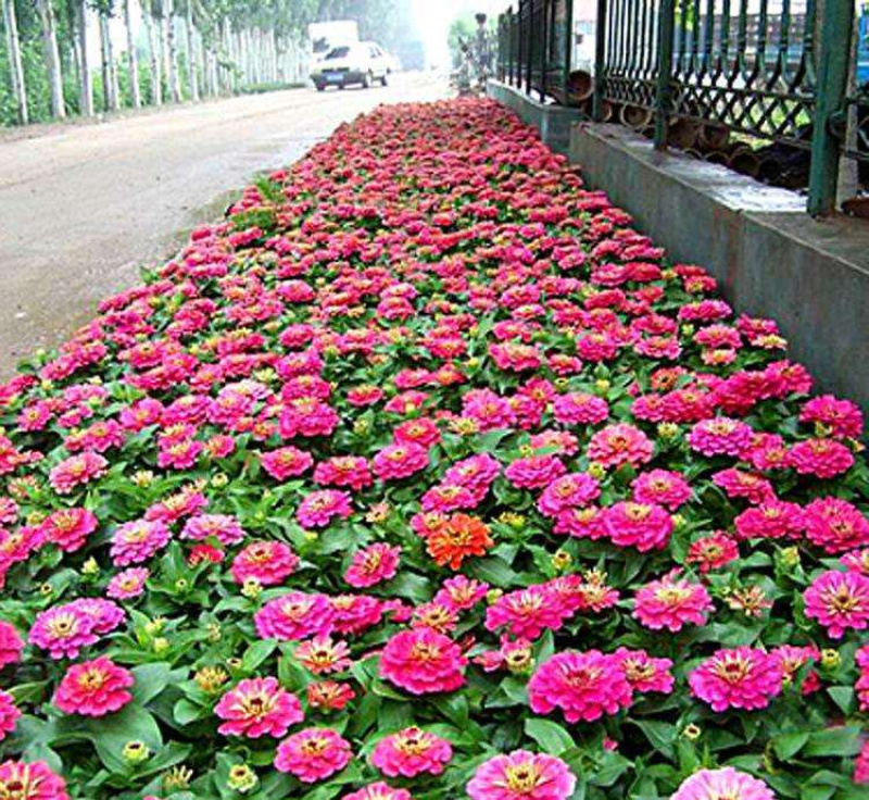 百日草花种子四季易种庭院别墅景观花海路边绿化种子