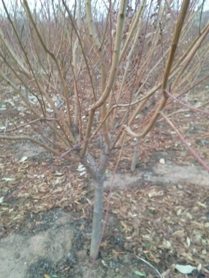 桃树