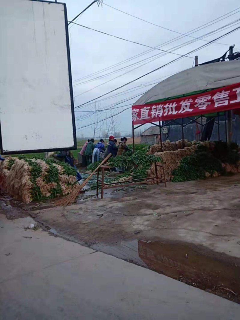蒜苗红根蒜苗
