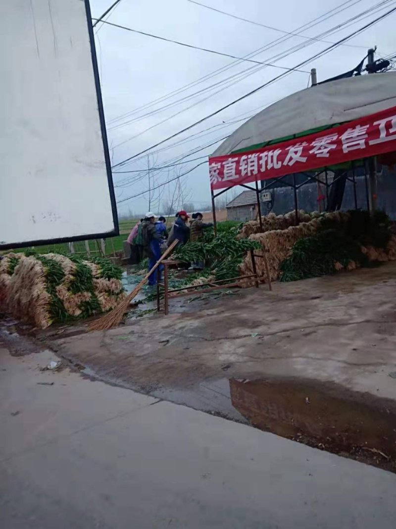 蒜苗红根蒜苗