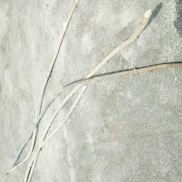 钩藤杆