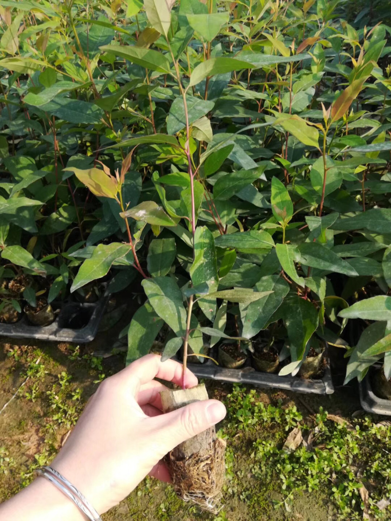 轻基培育速生桉苗，广29号26号带杯发货