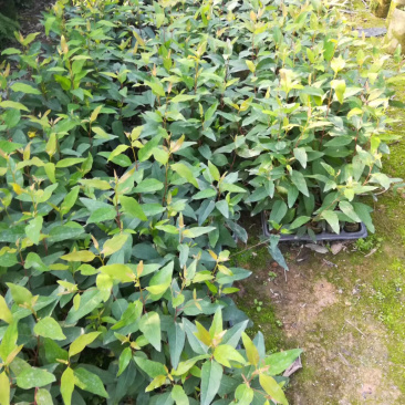 轻基培育速生桉苗，广29号26号带杯发货