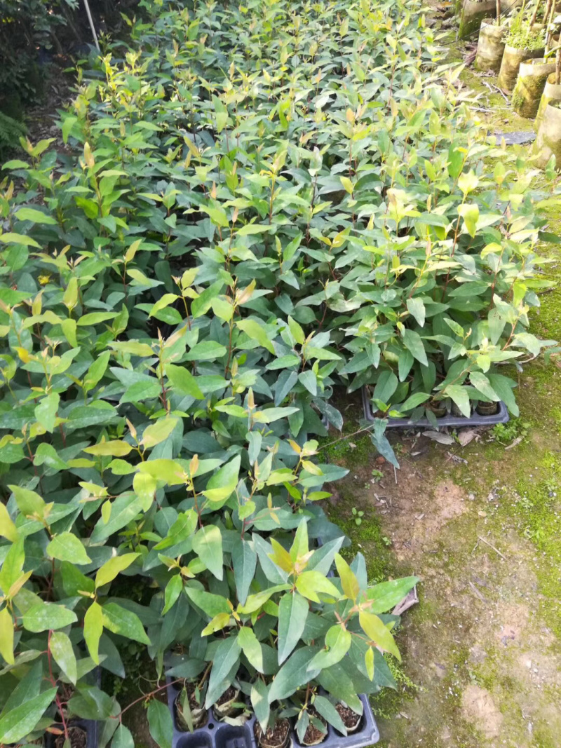 轻基培育速生桉苗，广29号26号带杯发货
