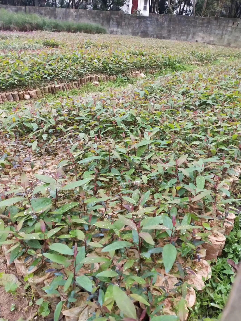 轻基培育速生桉苗，广29号26号带杯发货