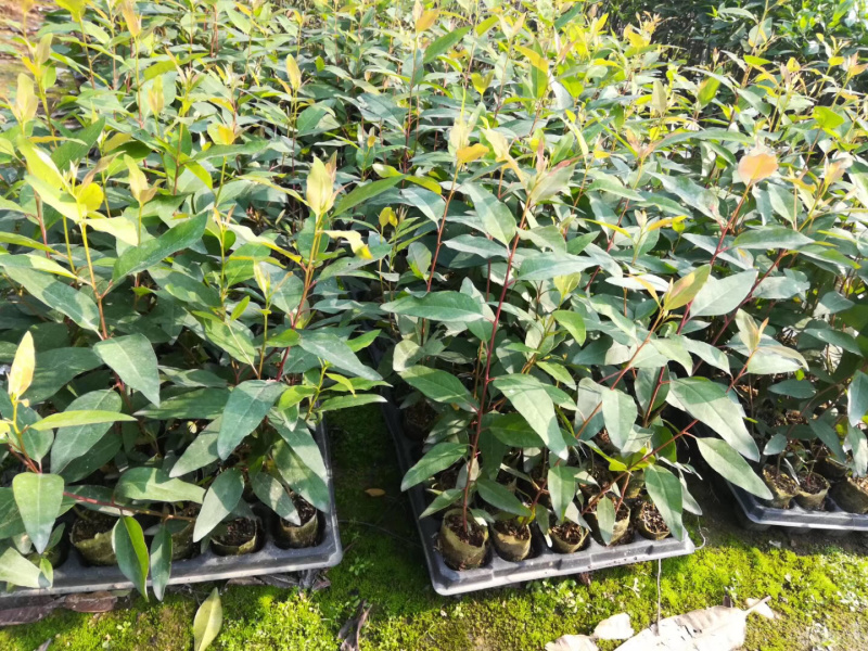 轻基培育速生桉苗，广29号26号带杯发货