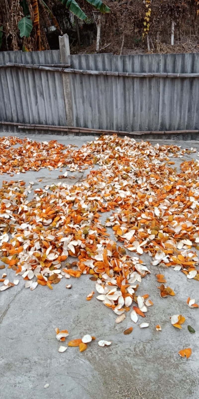 漂亮的橙子皮
