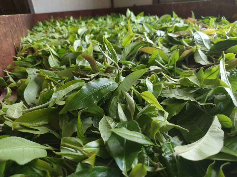 自家高山生态普洱晒红茶散茶500克包邮