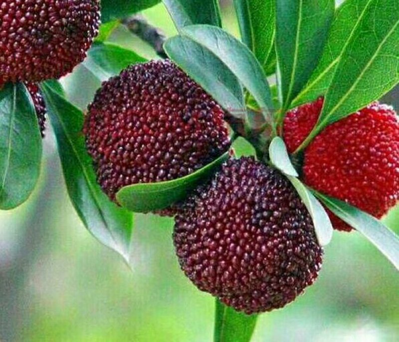 石屏杨梅，质量好欢迎来购买，现货，谢谢甜，好吃谢谢