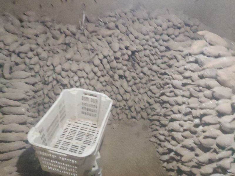 红薯个头大颜色漂亮香甜可口全部产地