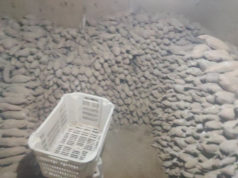红薯个头大颜色漂亮香甜可口全部产地