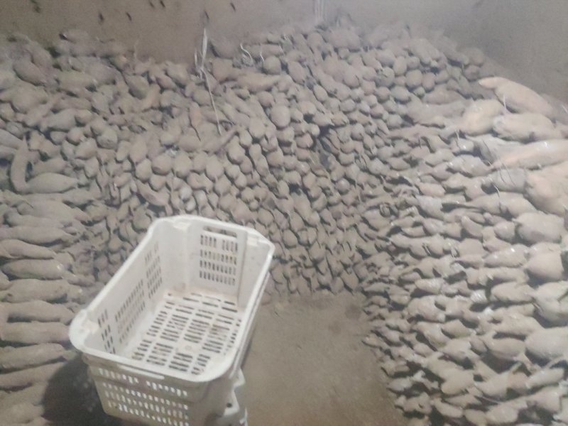 红薯个头大颜色漂亮香甜可口全部产地