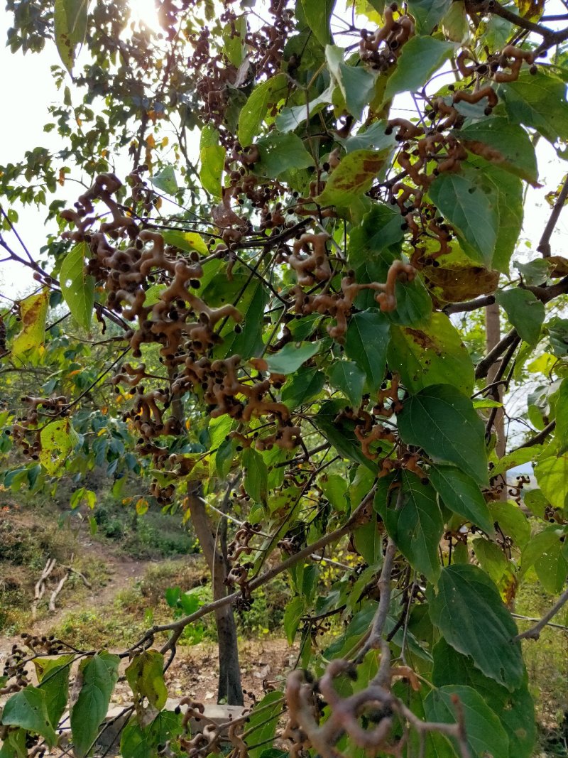 大果拐枣苗优质拐枣树苗实生苗